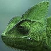 Caméléon