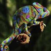 Caméléon