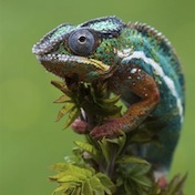 Caméléon