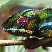 Caméléon