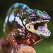 Caméléon